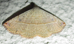 Eublemma gayneri
