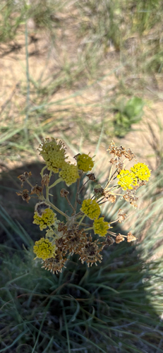 Hymenopappus flavescens observed 2026-06-20