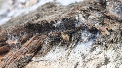 Nysius irroratus