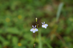 Lobelia divaricata