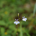 Lobelia divaricata 2