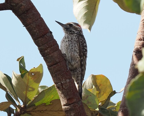 Checkered Woodpecker