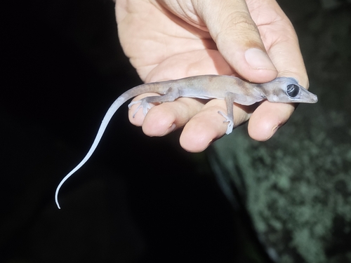 Black-eyed Bent-toed Gecko, Cyrtodactylus nigriocularis