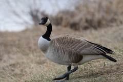 Branta canadensis