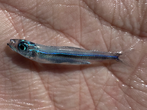 Blue fry (Jenkinsia lamprotaenia) — Clupeidae — 2