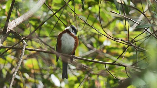 Bay-chested Warbling Finch (Castanozoster thoracicus), photo 9