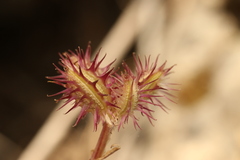 Orlaya daucoides, photograph (c) Chaym Turak, some rights reserved (CC BY-SA)