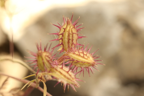 Orlaya daucoides, photograph 3