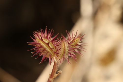 Orlaya daucoides, photograph 5
