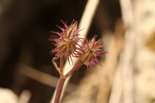 Orlaya daucoides, photograph 4