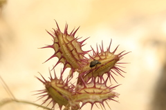 Orlaya daucoides, photograph (c) Chaym Turak, some rights reserved (CC BY-SA)