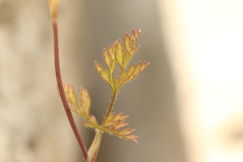 Orlaya daucoides, photograph 2