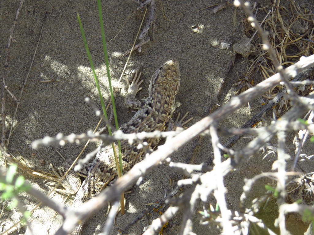 Liolaemus martorii