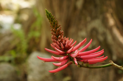 Erythrina nigrorosea