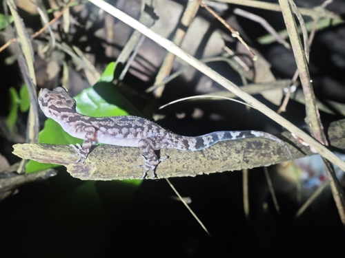 Đạt Bent–toed Gecko, Cyrtodactylus dati