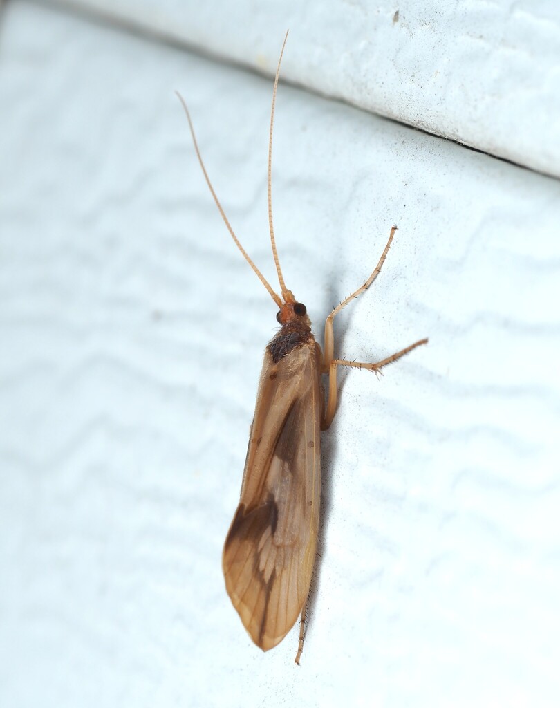 Chocolate-and-cream Sedge