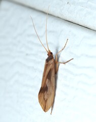 Chocolate-and-cream Sedge
