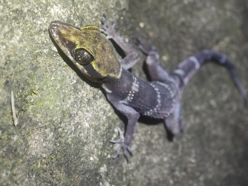 Ba Den Bent-toed Gecko, Cyrtodactylus badenensis