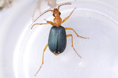 Brachinus fumans