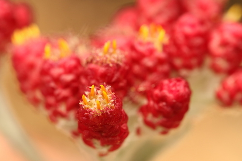 Helichrysum sanguineum