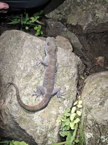 Golden Gecko, Gekko badenii