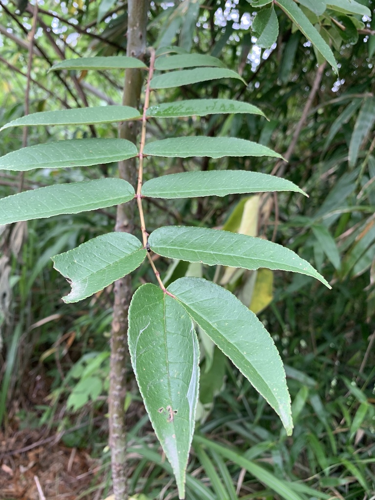 Japanese Prickly Ash from 中興路一段147巷, 竹東鎮, TW on April 24, 2020 at 10:46 ...