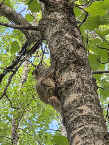 Northern Flying Squirrel observed by nikolas94