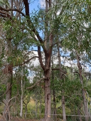 Acacia harpophylla