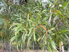 Acacia harpophylla