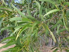 Acacia harpophylla