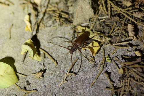 Apatophysis, 2026-06-20