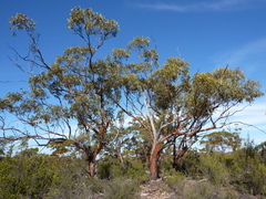 Eucalyptus stricklandii