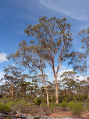 Eucalyptus transcontinentalis