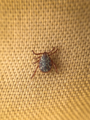 Dermacentor andersoni