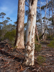 Eucalyptus transcontinentalis