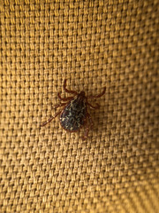 Dermacentor andersoni