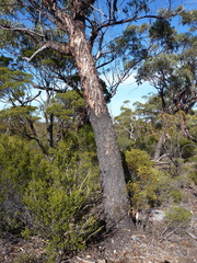 Eucalyptus stricklandii