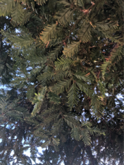 Sequoia sempervirens