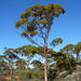 Eucalyptus salmonophloia - Photo (c) Dean Nicolle, algunos derechos reservados (CC BY-NC), subido por Dean Nicolle