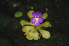 Pinguicula cyclosecta