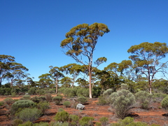 Eucalyptus salmonophloia