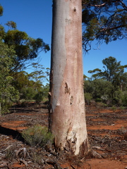 Eucalyptus salmonophloia