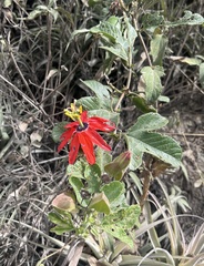 Passiflora manicata, photograph (c) John G. Phillips, some rights reserved (CC BY)