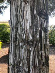Sequoia sempervirens