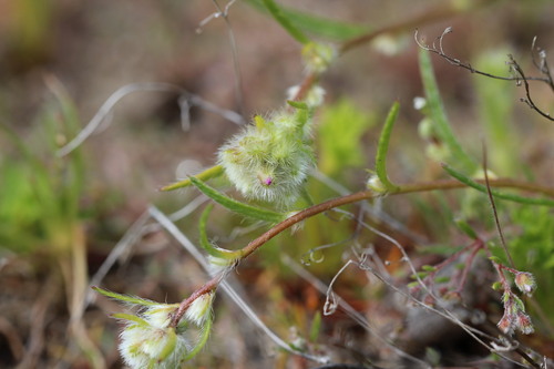 Montiopsis trifida (Montiopsis trifida)
