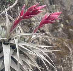 (c) John G. Phillips, some rights reserved (CC BY) Tillandsia latifolia, photograph (c) John G. Phillips, some rights reserved (CC BY)