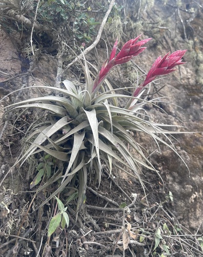 Tillandsia latifolia, photograph 2