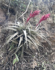 (c) John G. Phillips, some rights reserved (CC BY) Tillandsia latifolia, photograph (c) John G. Phillips, some rights reserved (CC BY)