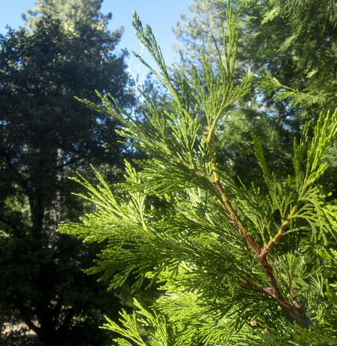 Calocedrus decurrens