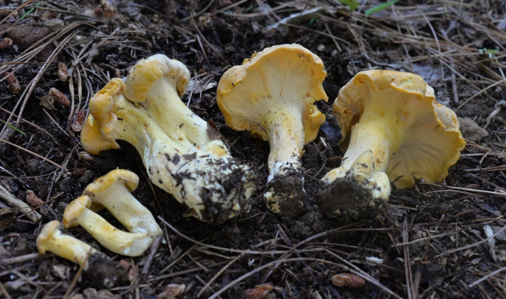 Cantharellus flavolateritius